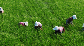 河南仙力面業(yè)有限公司